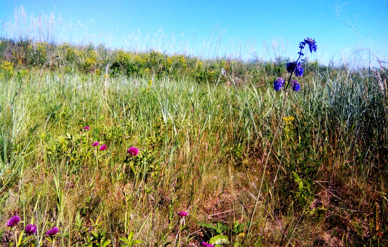 Photo wallpaper field, summer, meadow, Sage, wild garlic