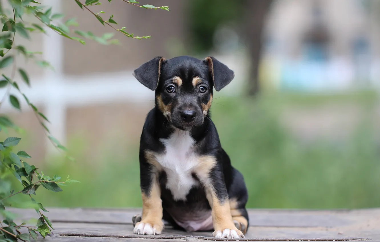 Photo wallpaper background, baby, puppy