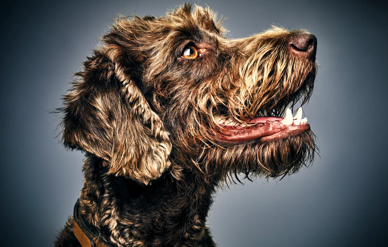 Photo wallpaper face, background, portrait, dog, profile