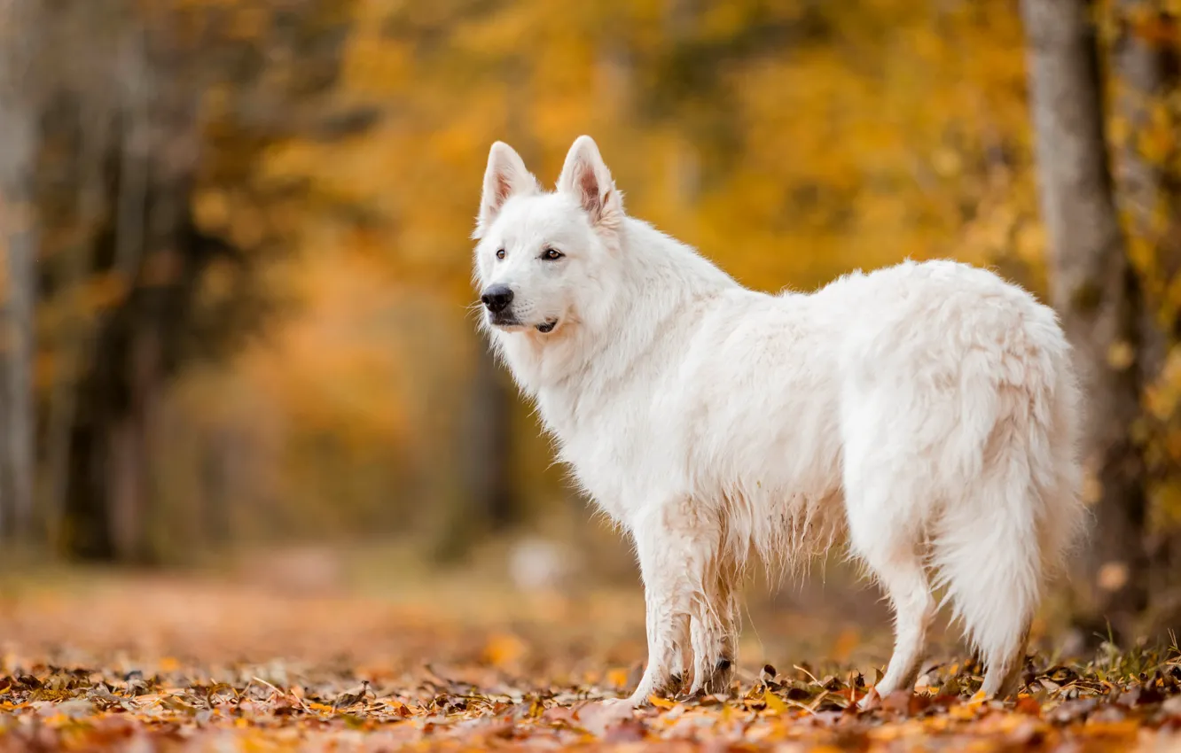 Photo wallpaper autumn, nature, dog
