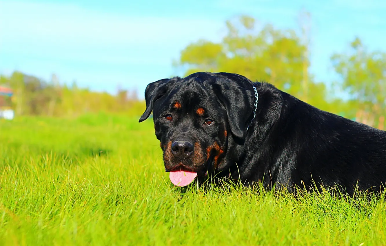 Photo wallpaper language, face, background, dog, weed, Rottweiler