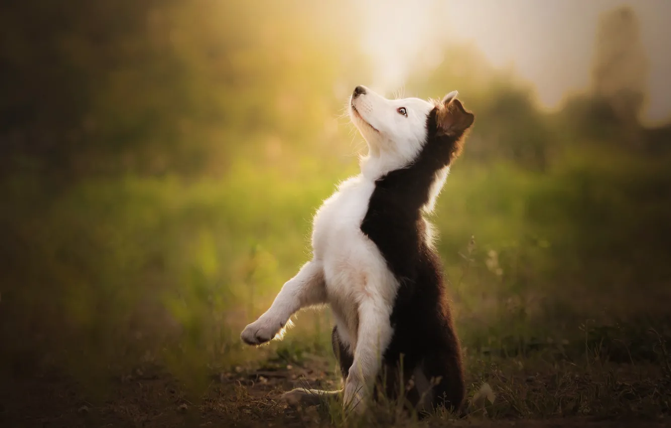 Photo wallpaper background, dog, baby, puppy, stand, the border collie