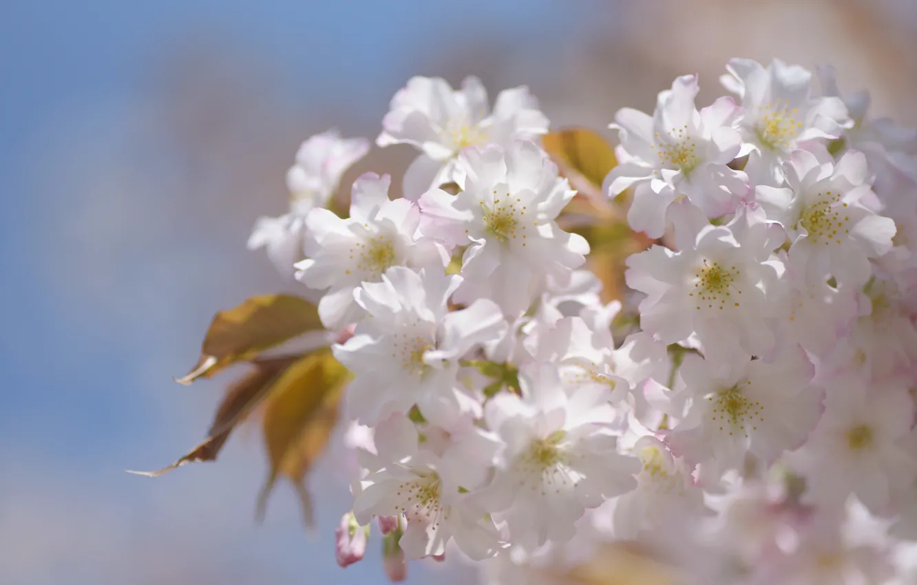 Photo wallpaper light, flowers, blur, spring, Sakura, white, flowering, blue background