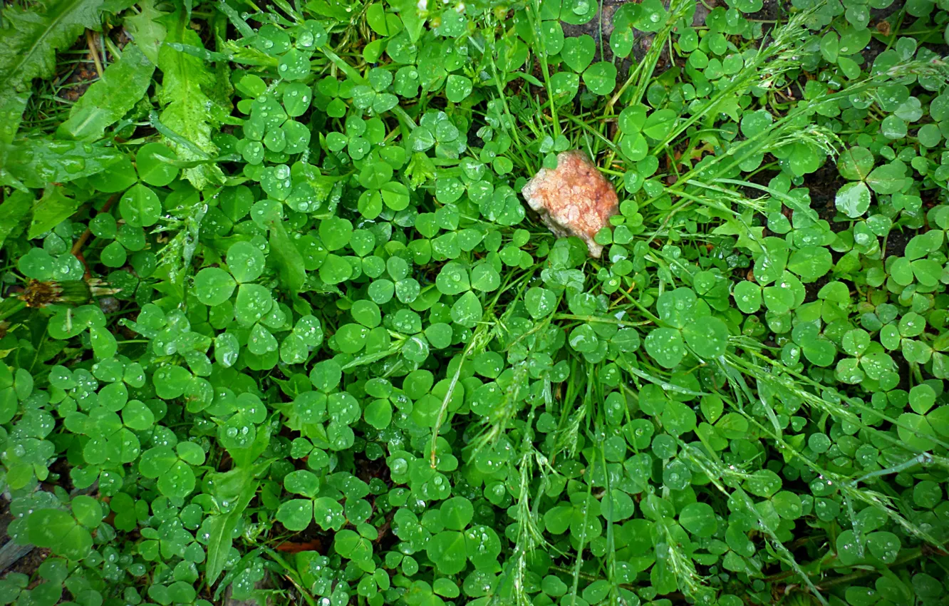 Photo wallpaper grass, drops, spring, pebbles