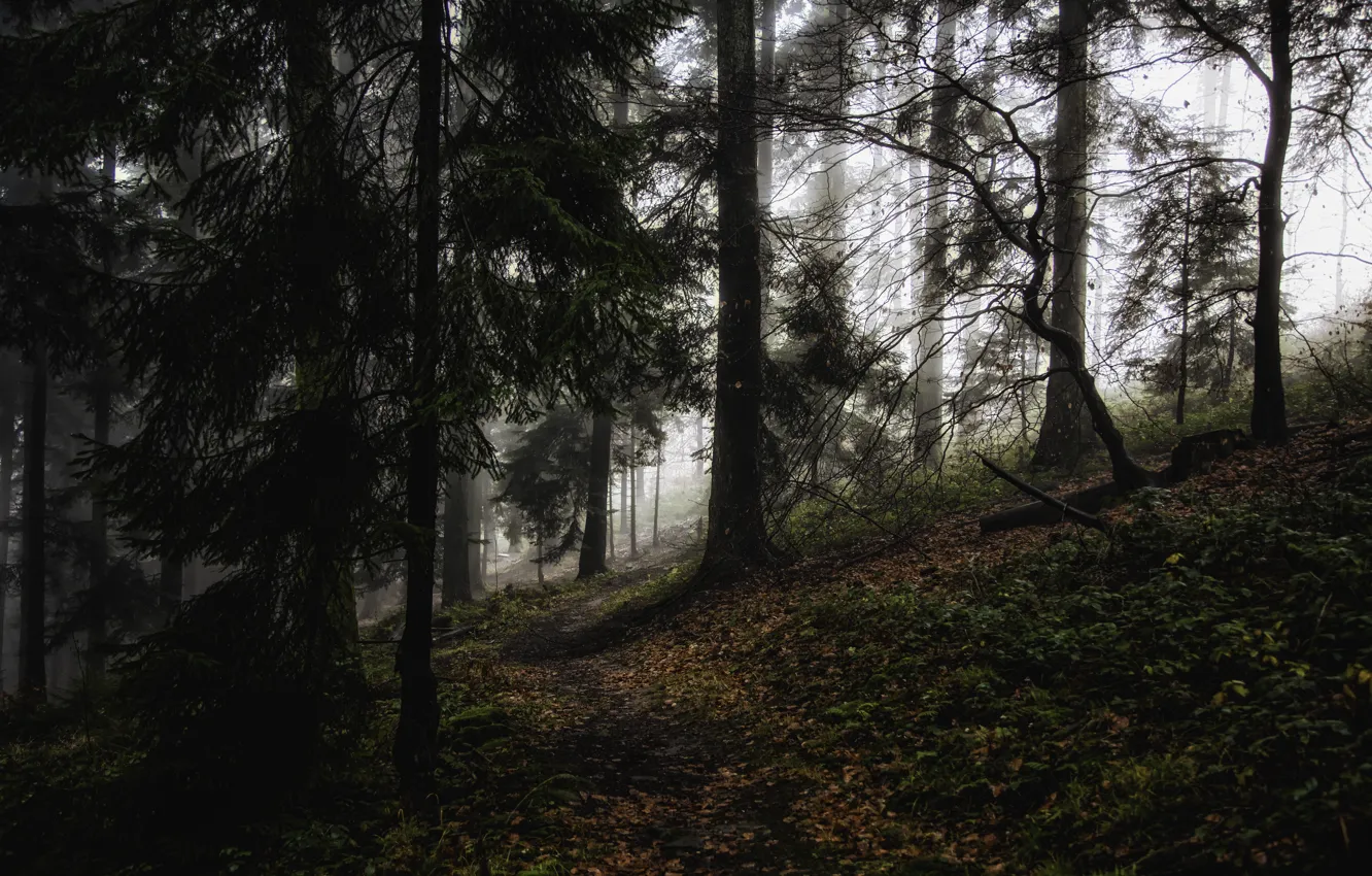 Photo wallpaper forest, trees, nature, fog, Germany, path, Baden-Württemberg, Wilhelmsfeld