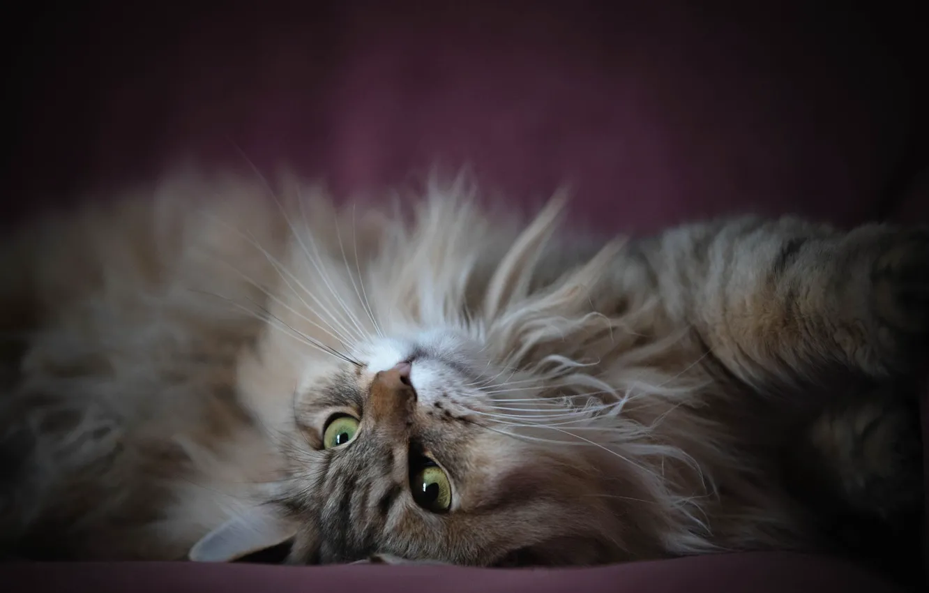 Photo wallpaper cat, pose, animal