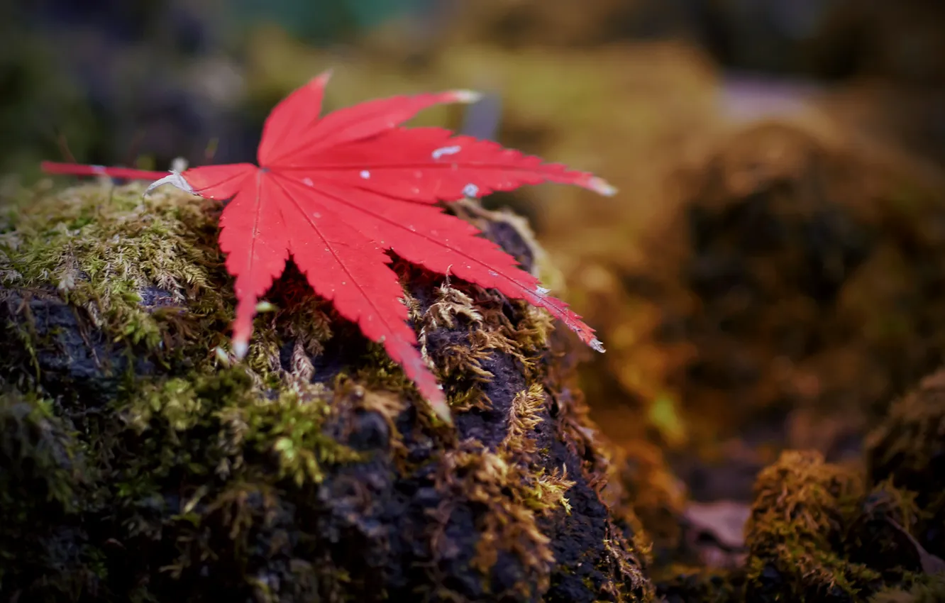 Photo wallpaper autumn, leaves, macro, moss