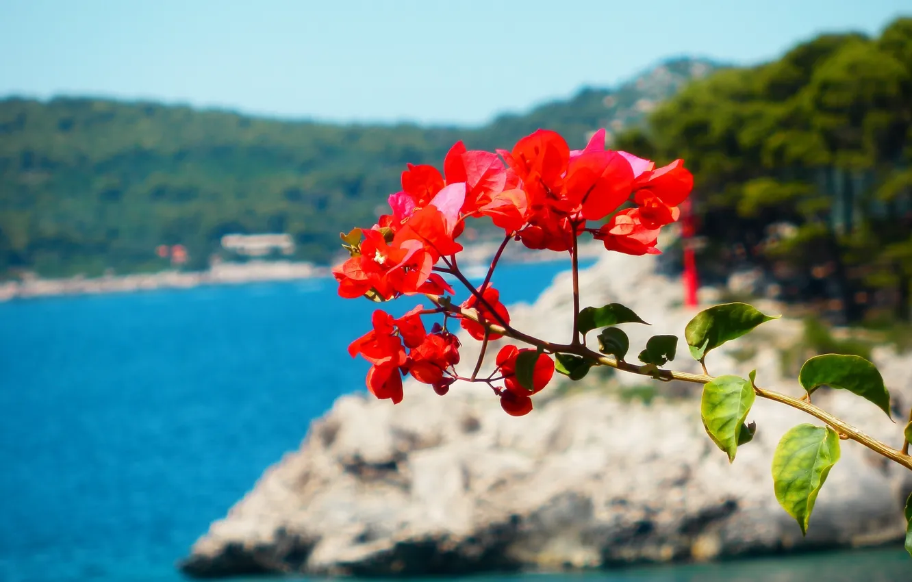 Photo wallpaper sea, beach, flowers, red
