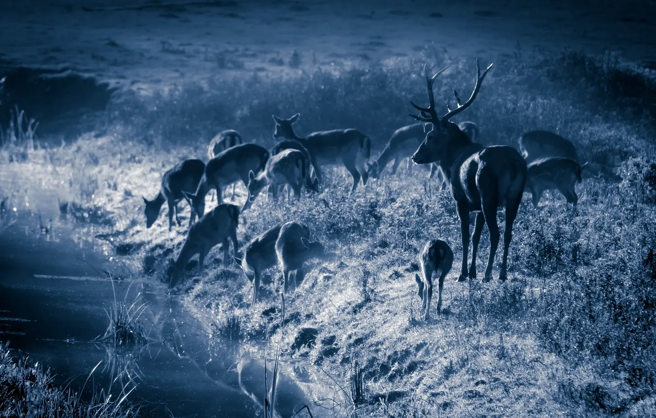Photo wallpaper night, nature, deer