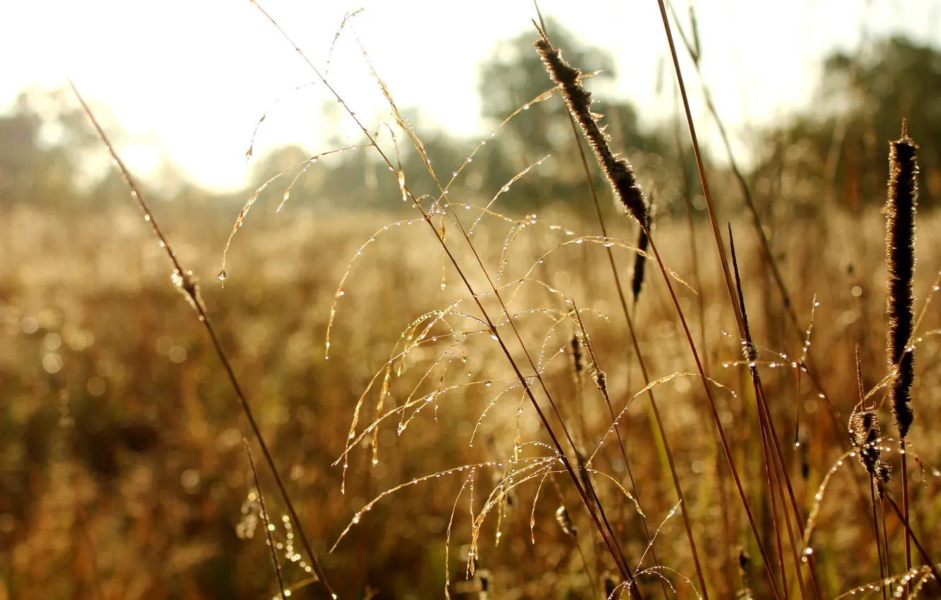 Photo wallpaper autumn, grass, Rosa, morning