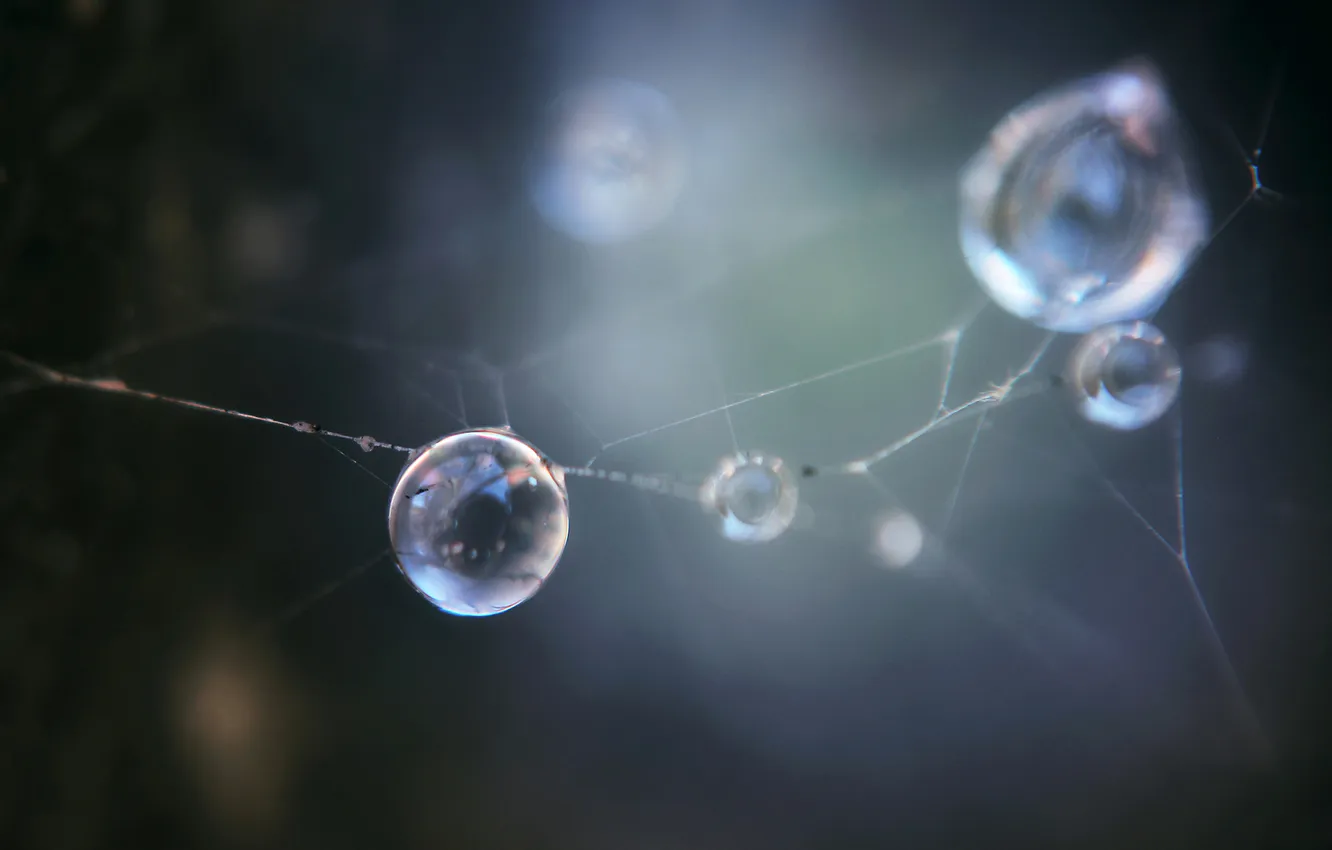 Photo wallpaper drops, bokeh, gossamer