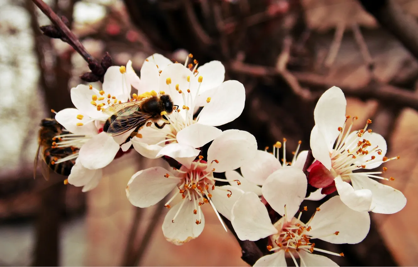 Photo wallpaper branches, bee, spring, insect, flowering, apricots
