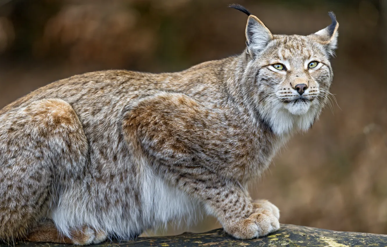 Photo wallpaper cat, look, lynx, ©Tambako The Jaguar