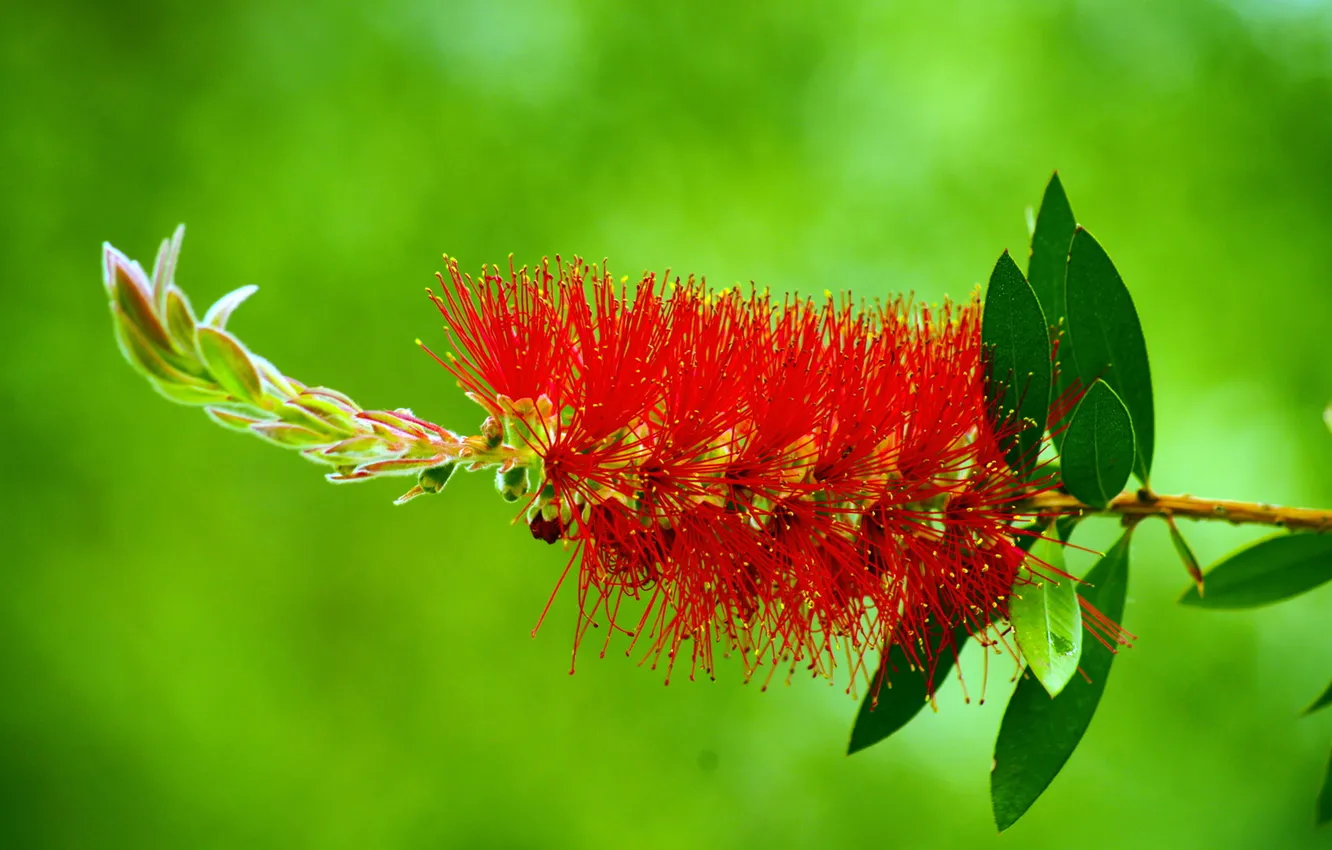 Photo wallpaper BACKGROUND, GREEN, FLOWER, RED, MACRO, BRUSH)