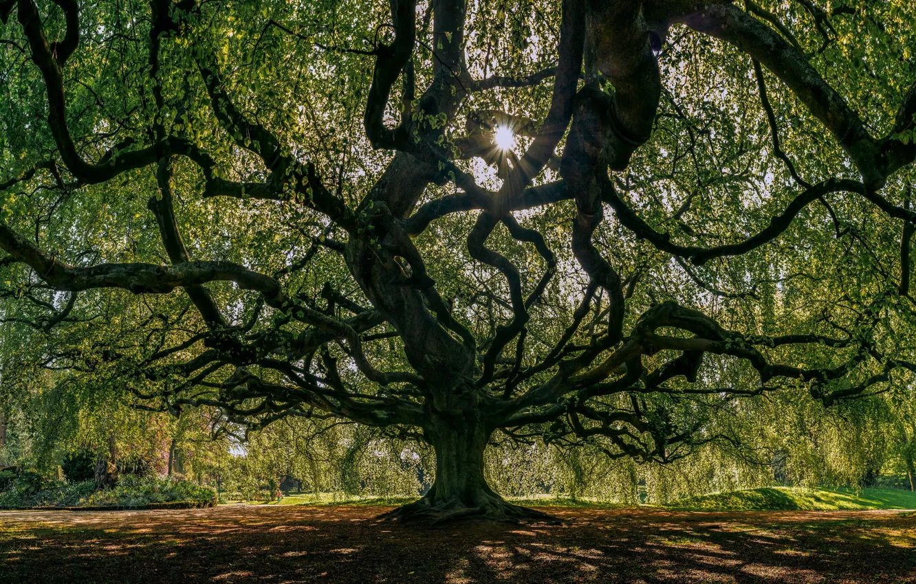 Photo wallpaper trees, branches, giant, oak, crown