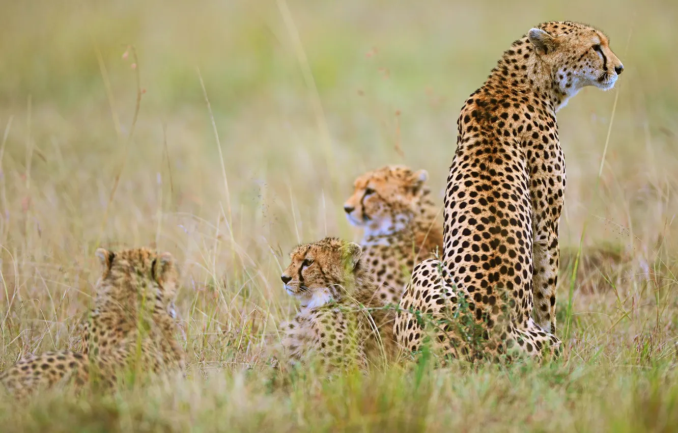 Photo wallpaper Cheetah, wild cats, Irina Khudzinskaya
