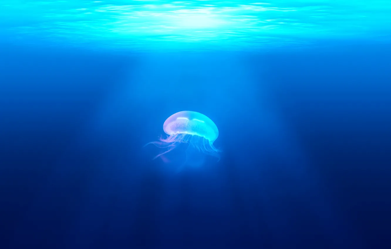 Photo wallpaper Jellyfish, ocean, water, marine, fish, creature, jelly