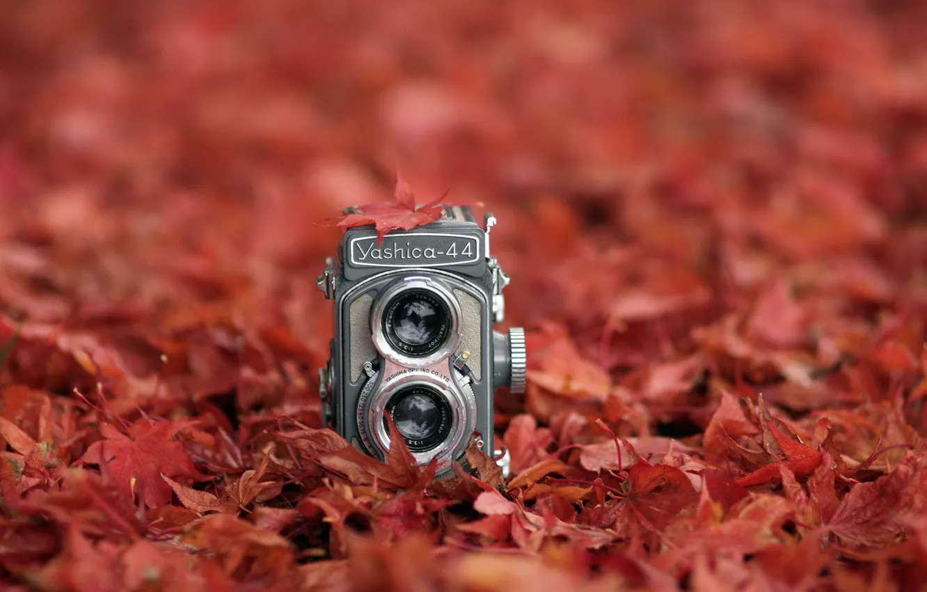 Photo wallpaper autumn, leaves, camera