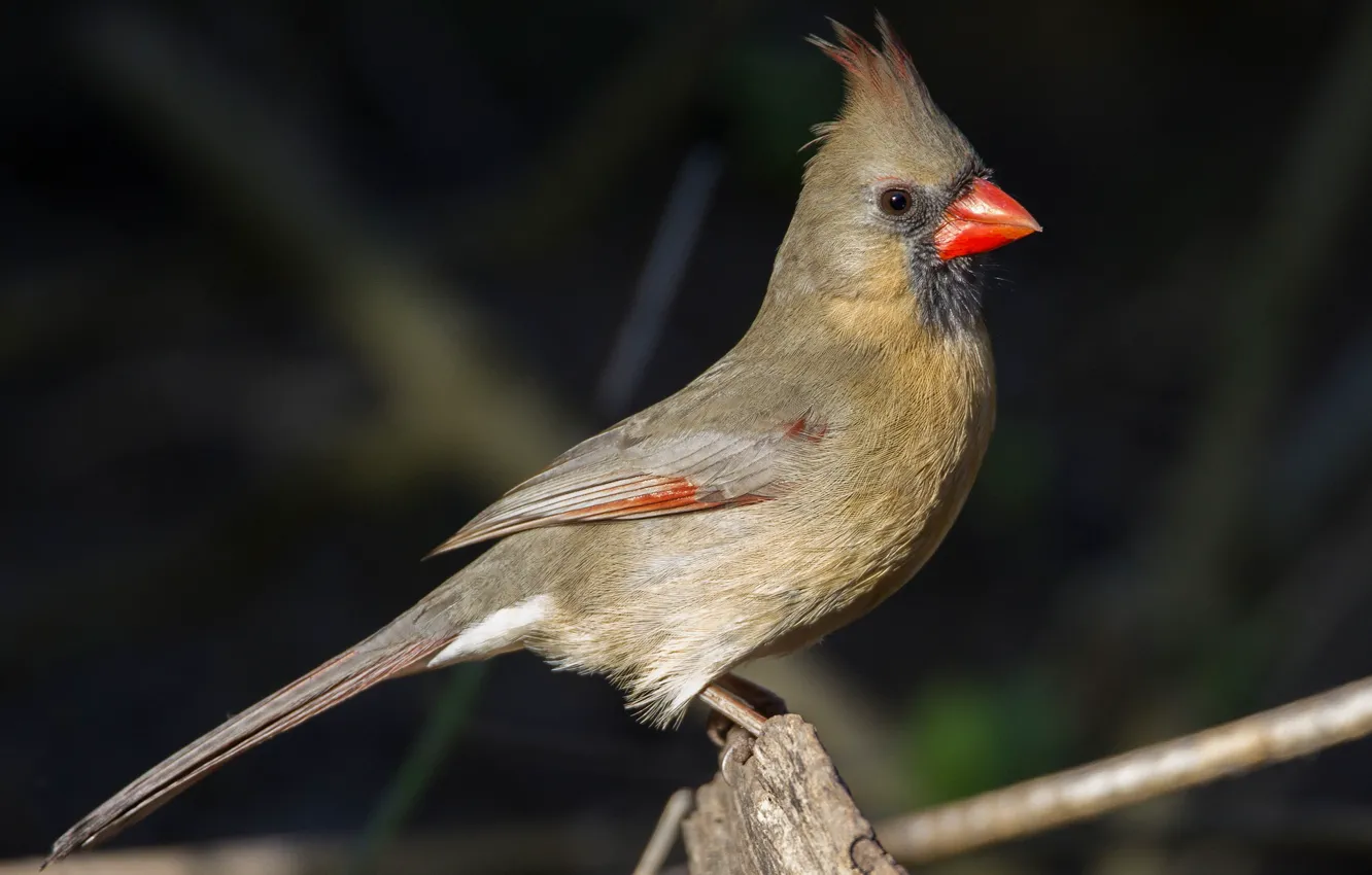 Photo wallpaper bird, beak, tail, cardinal