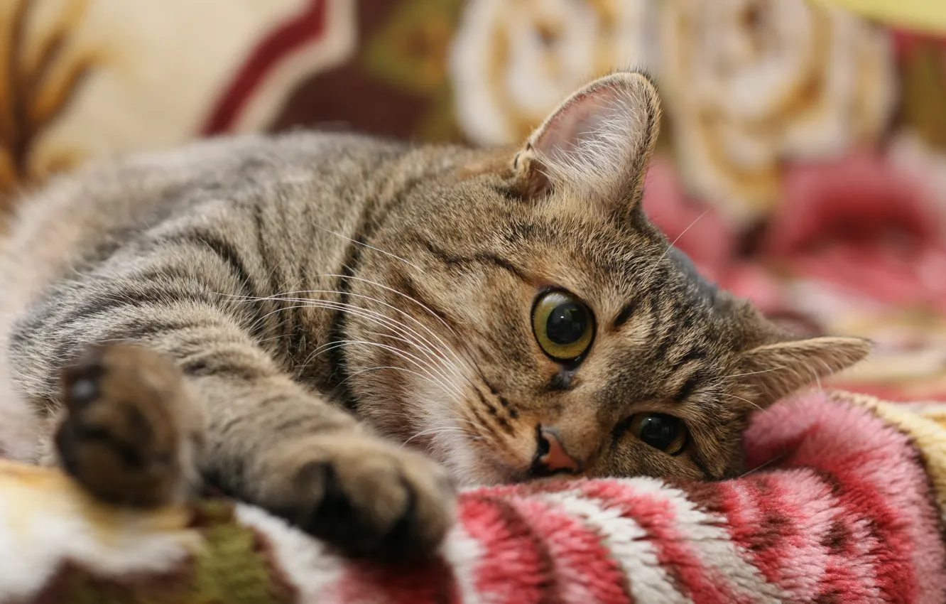 Photo wallpaper cat, cat, striped