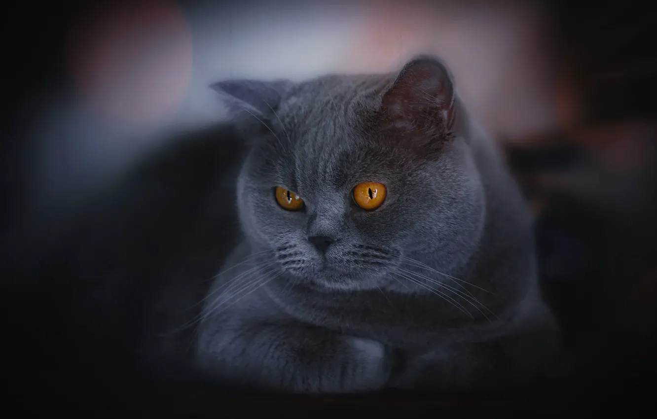 Photo wallpaper cat, cat, British