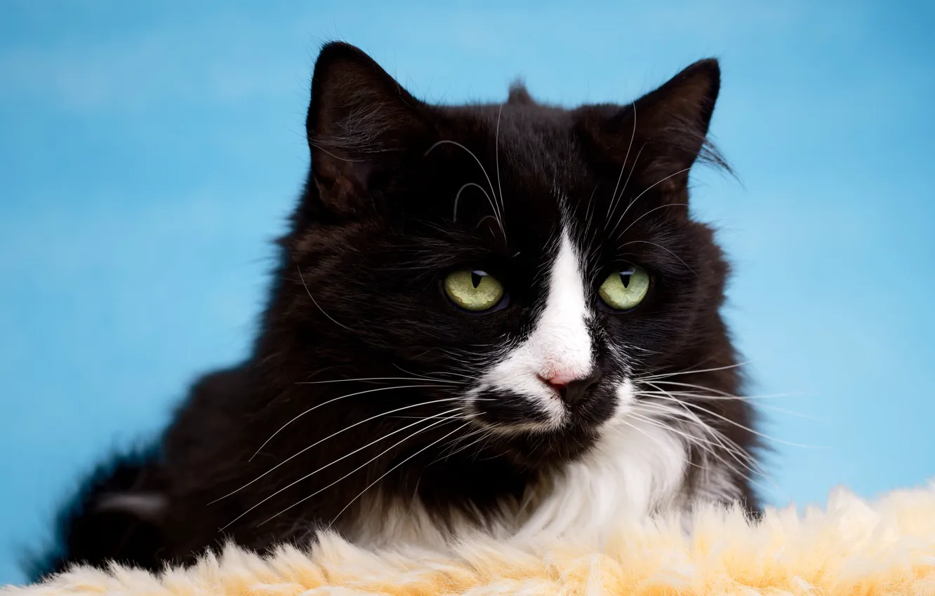 Photo wallpaper cat, cat, look, face, black and white, black, portrait, fur