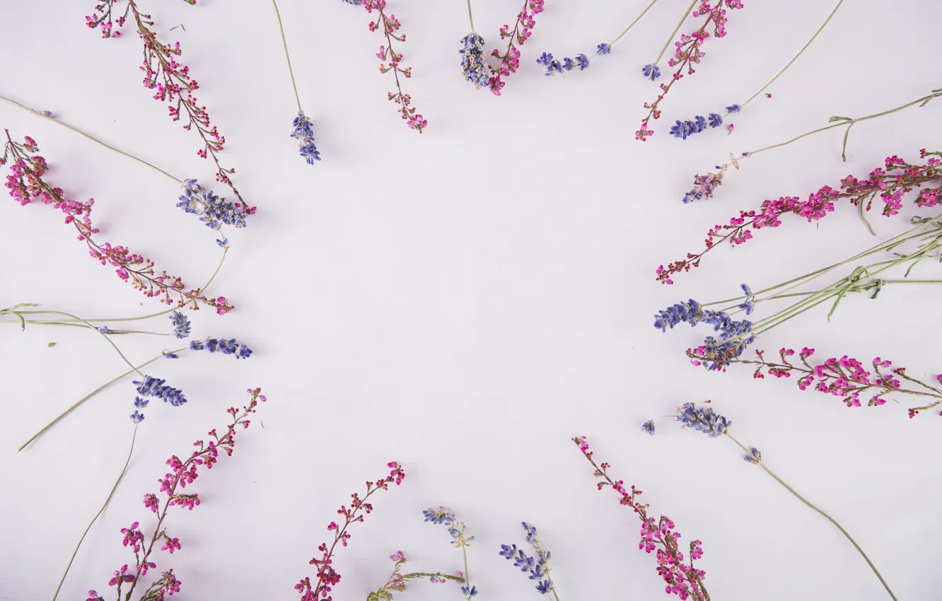 Photo wallpaper flowers, sprig, background, lavender