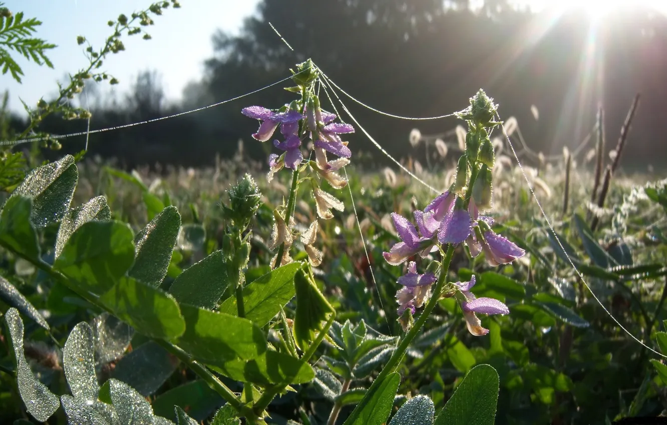 Photo wallpaper Rosa, morning, wild peas, Meduzanol ©, blooming polka dots