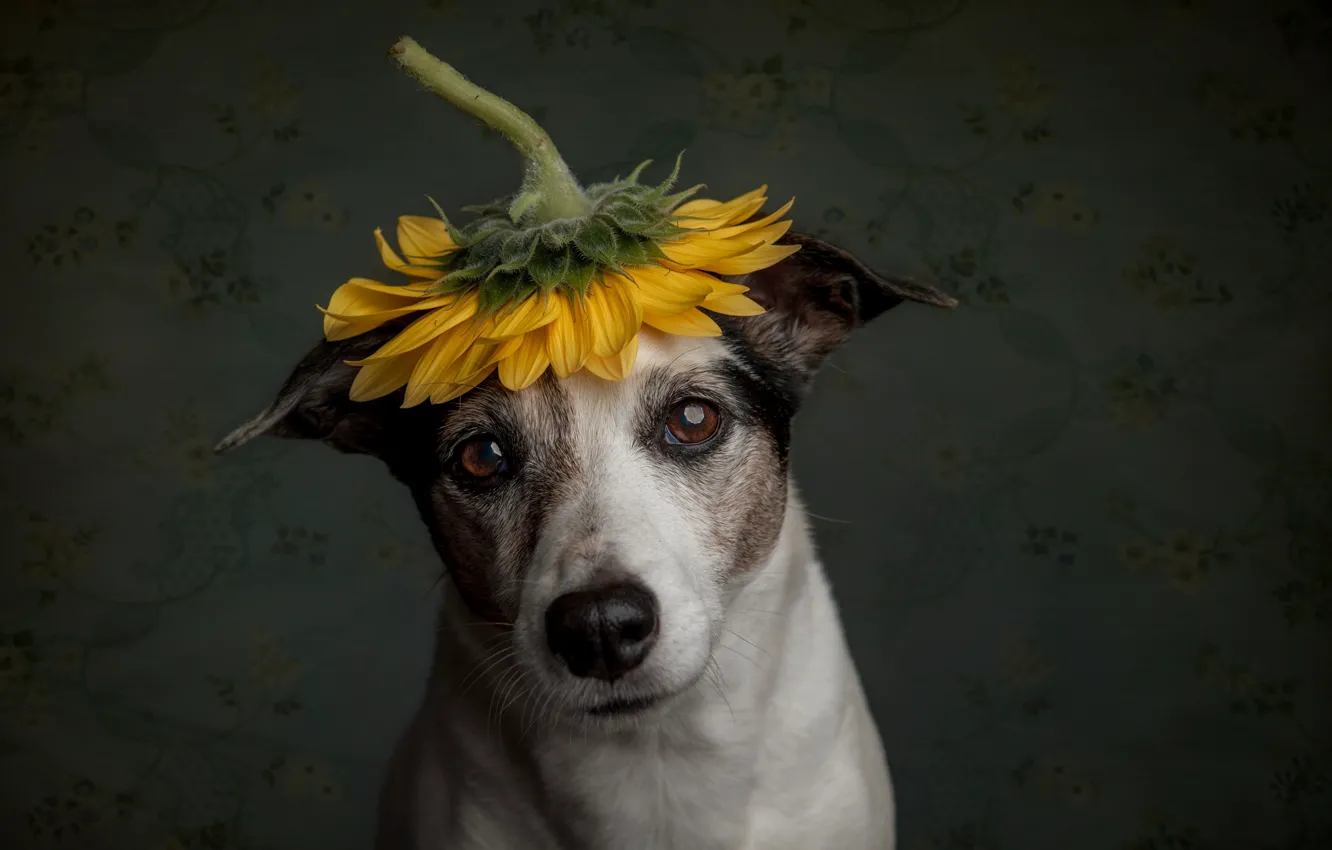 Photo wallpaper sadness, sunflower, dog