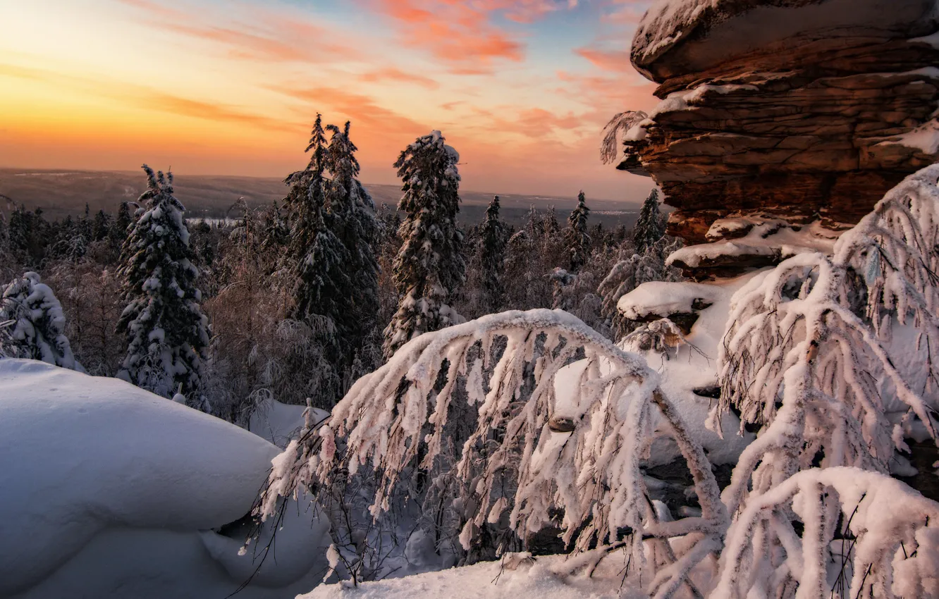 Photo wallpaper winter, forest, light, snow, branches, nature, the snow