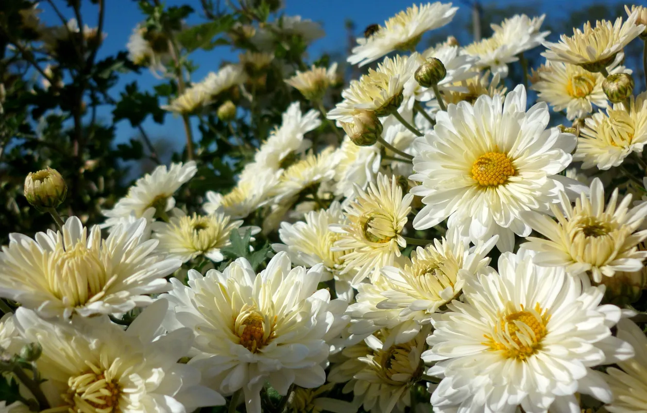 Photo wallpaper the sky, chamomile, beauty
