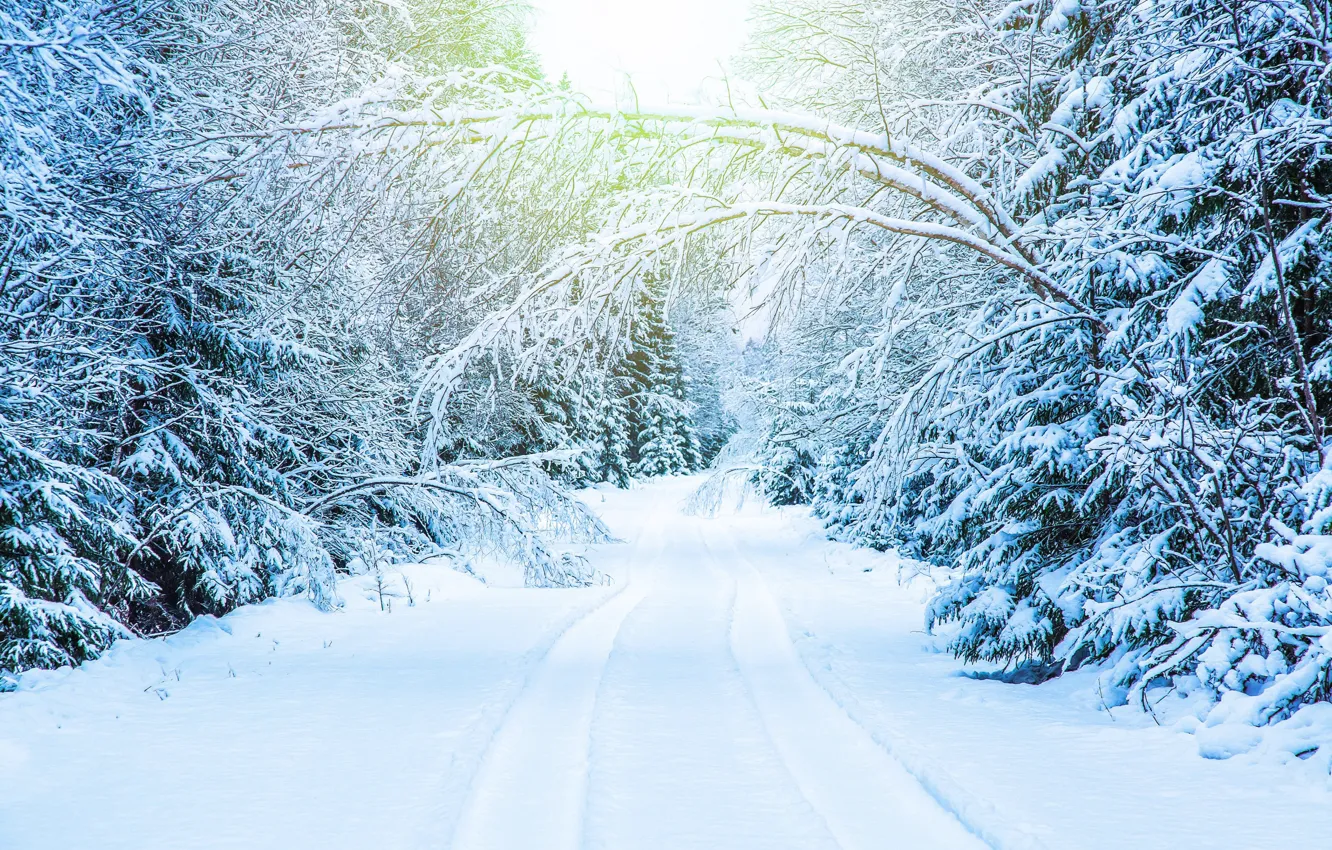 Photo wallpaper winter, road, snow, trees, branches, track, white, snow