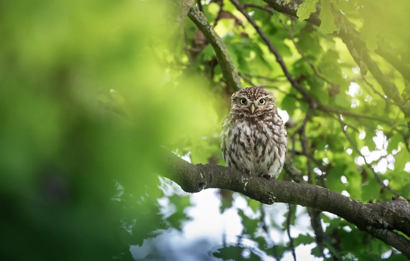 Photo wallpaper trees, background, owl, bird, owl