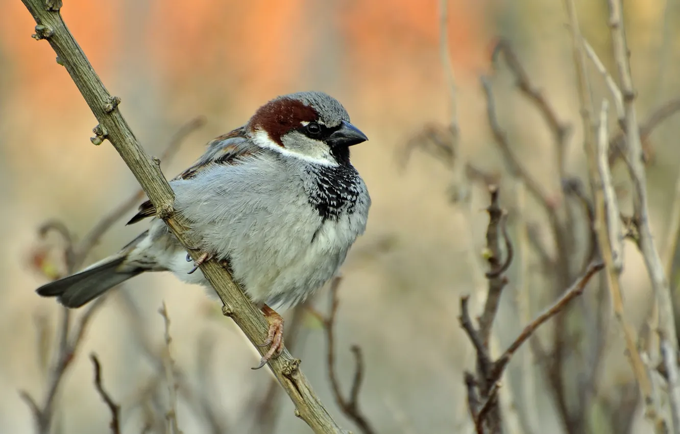 Photo wallpaper branches, bird, Sparrow