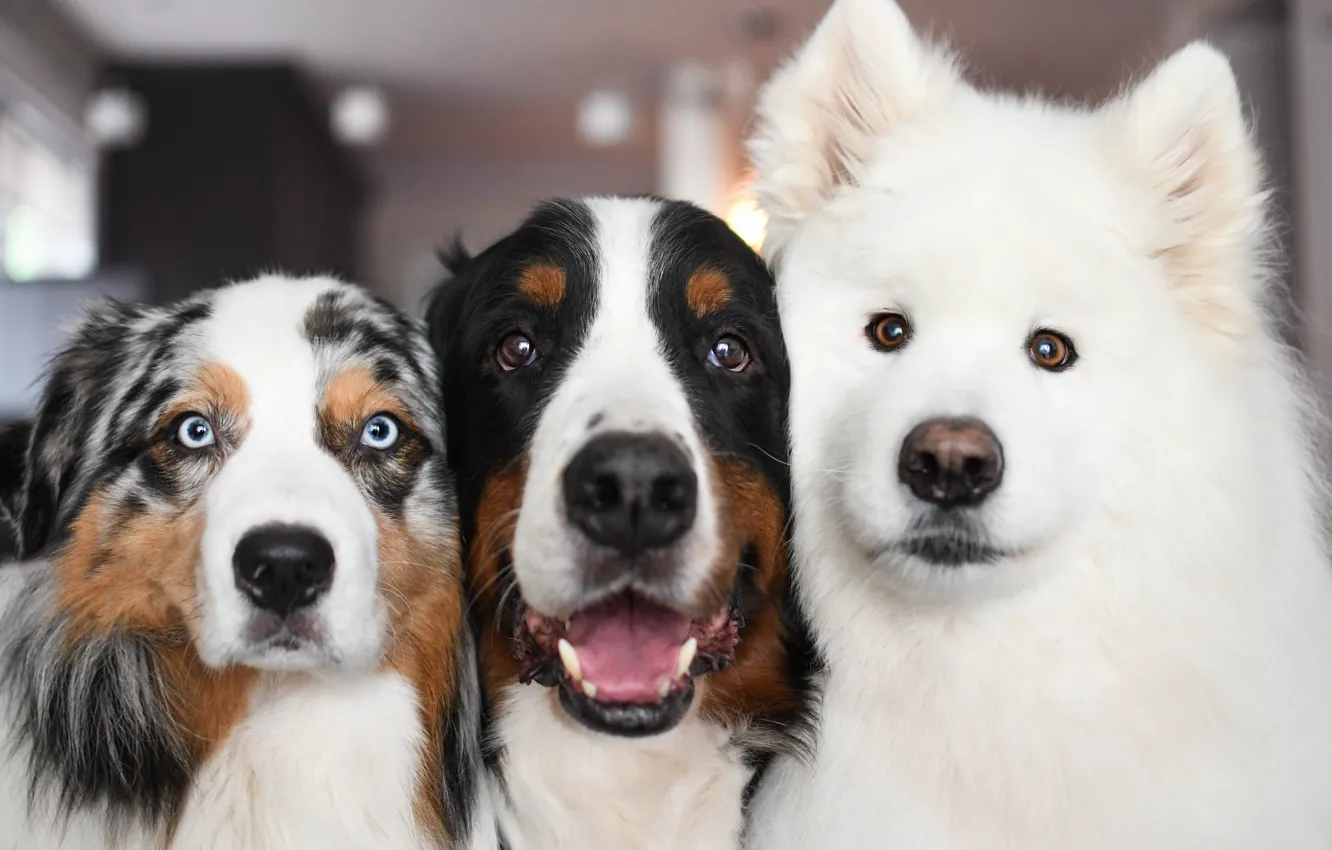 Photo wallpaper dog, look, pose, face, Samoyed