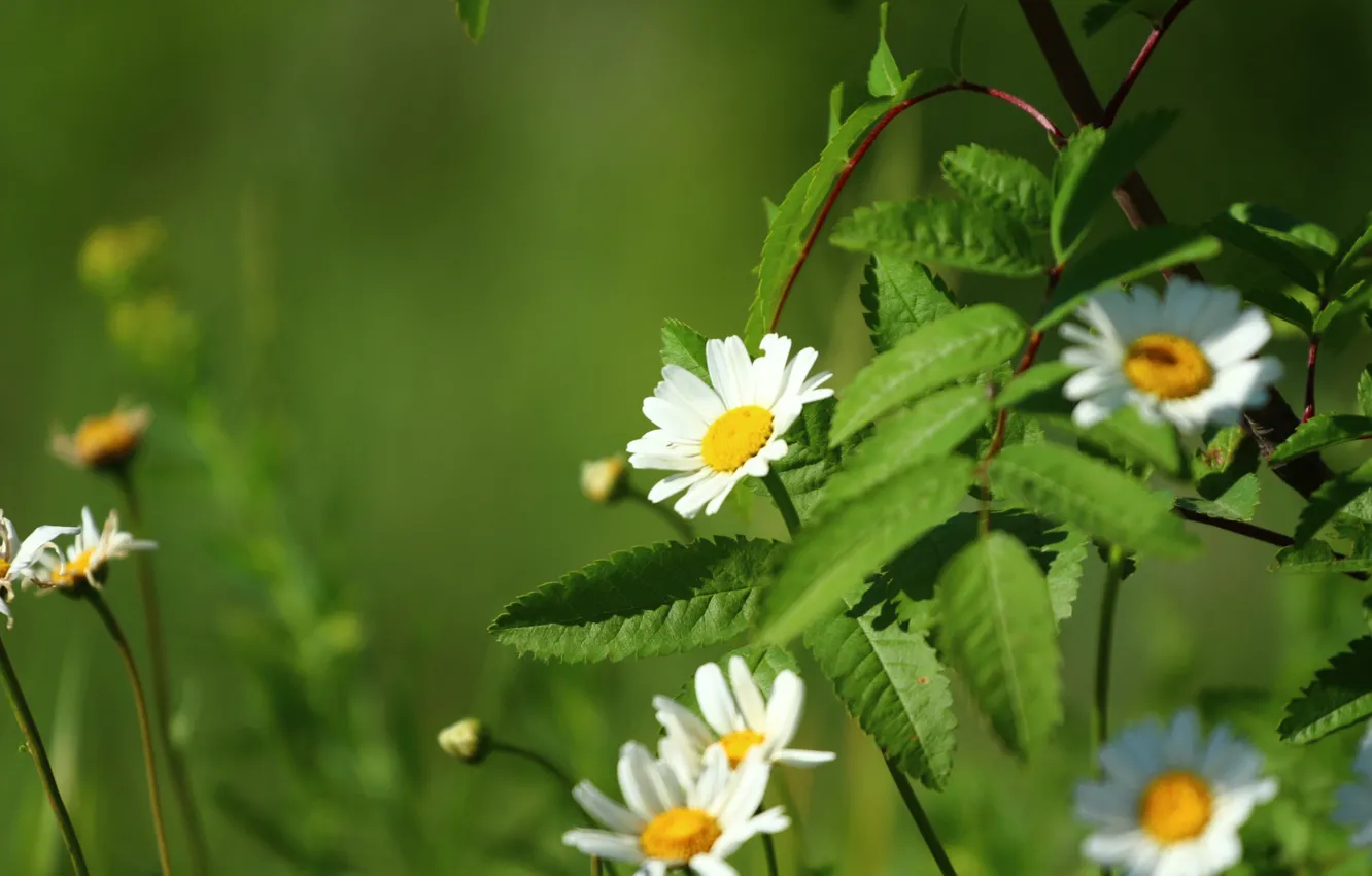 Photo wallpaper greens, summer, leaves, chamomile