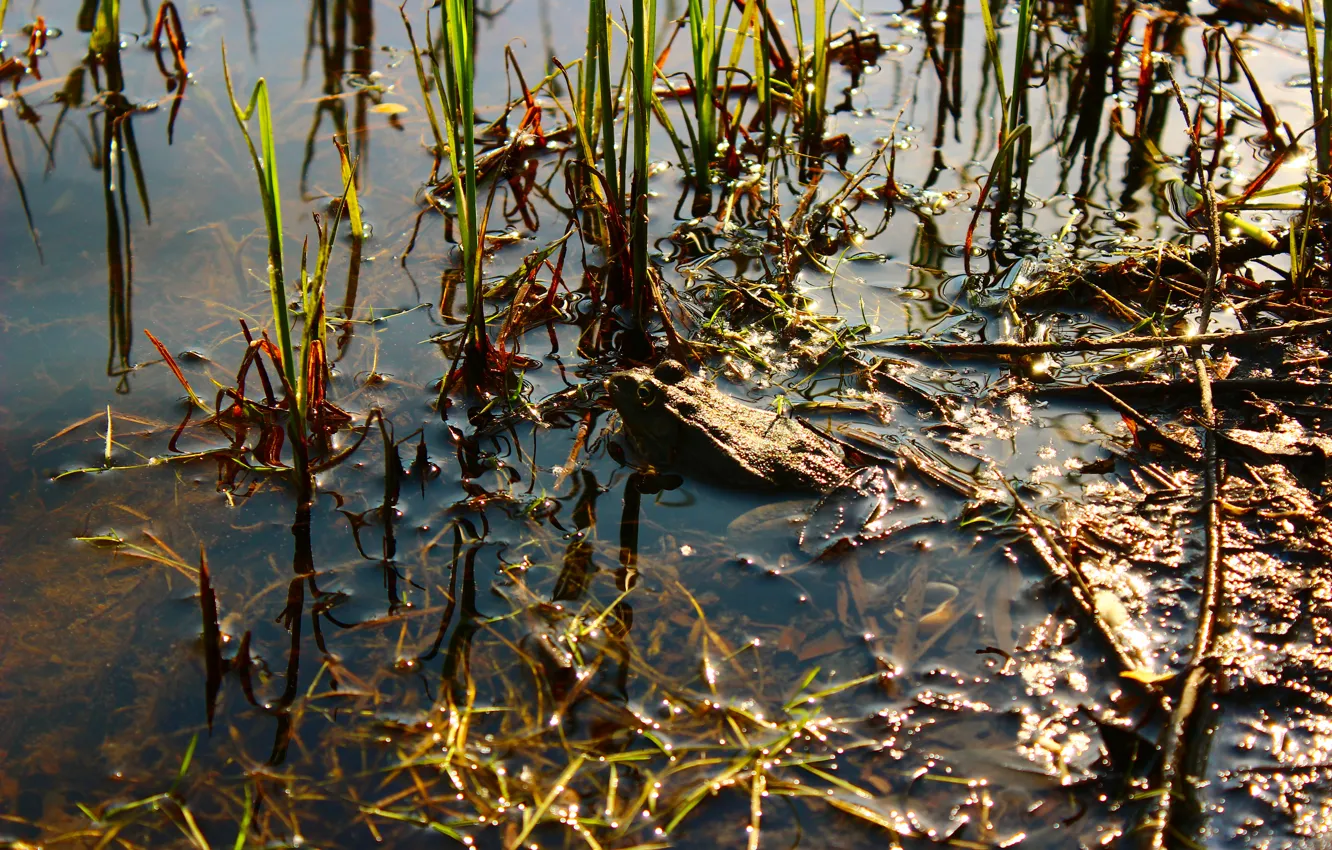 Photo wallpaper river, swamp, toad, grass.