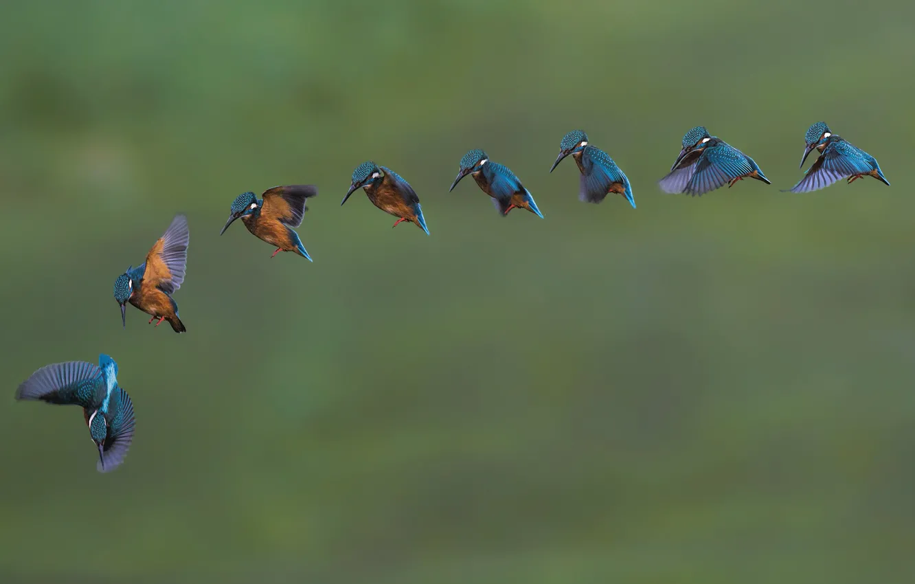 Photo wallpaper bird, a lot, Kingfisher