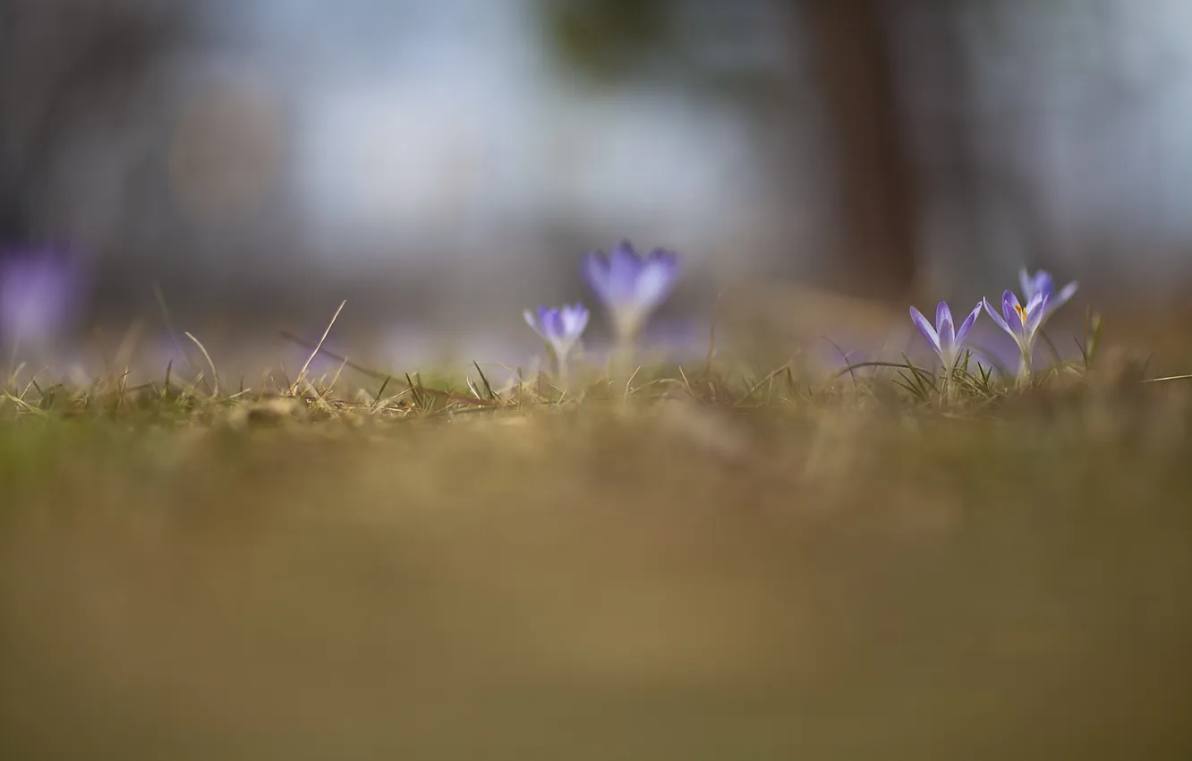 Photo wallpaper flowers, nature, spring