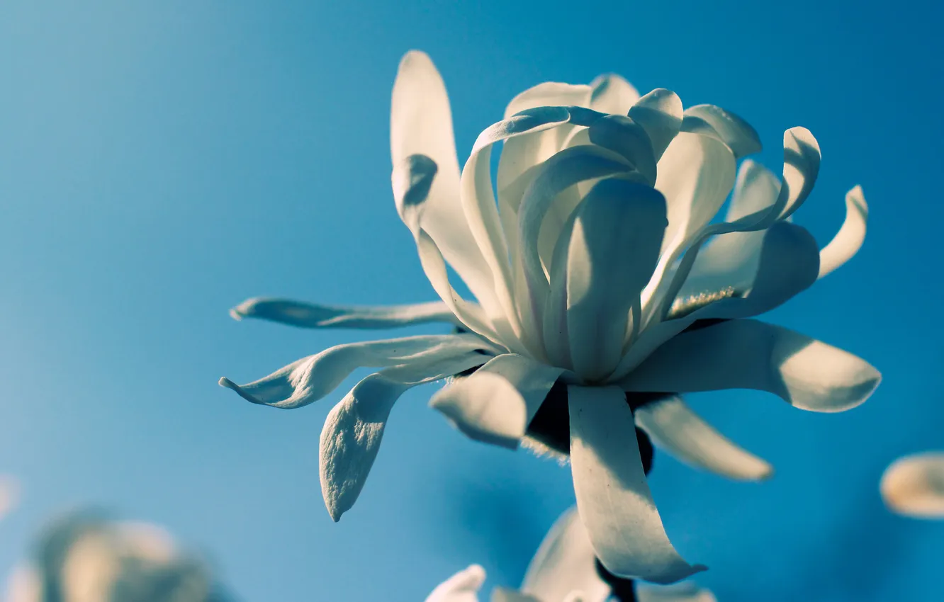 Photo wallpaper white, macro, flowers, petals, flower