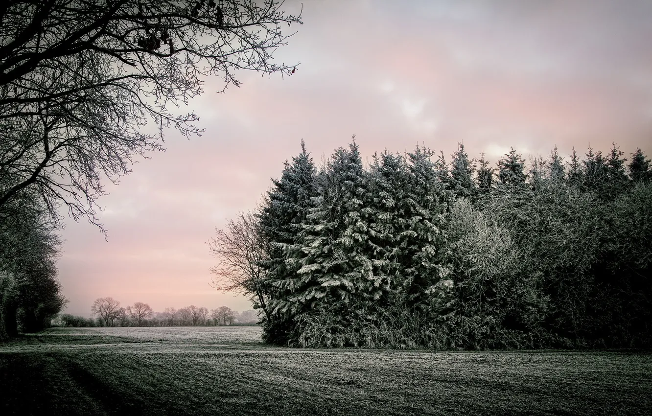 Photo wallpaper field, trees, landscape