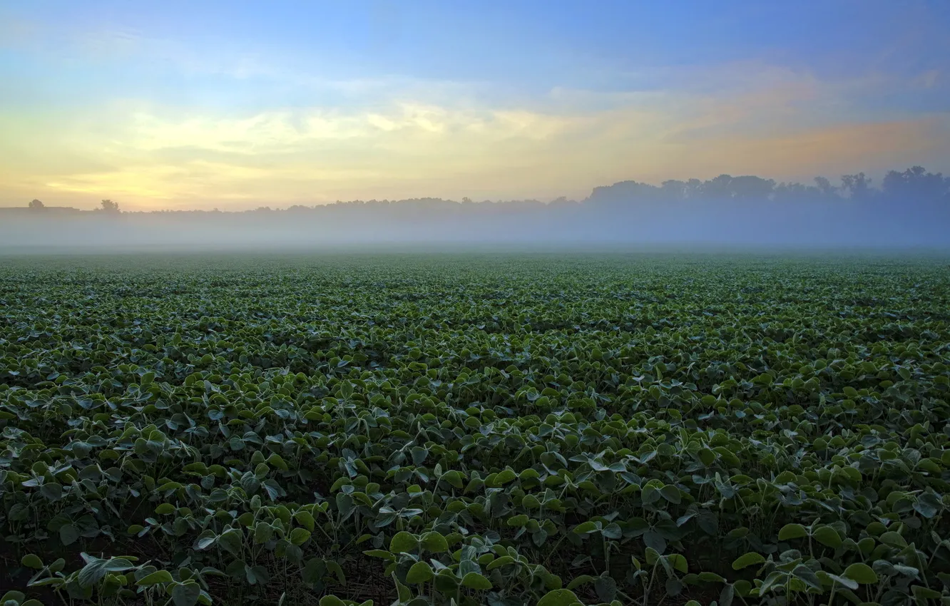 Photo wallpaper field, landscape, fog, morning