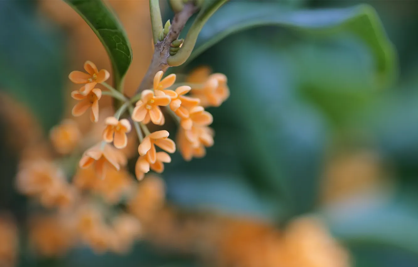 Photo wallpaper leaves, flowers, branches, nature, focus