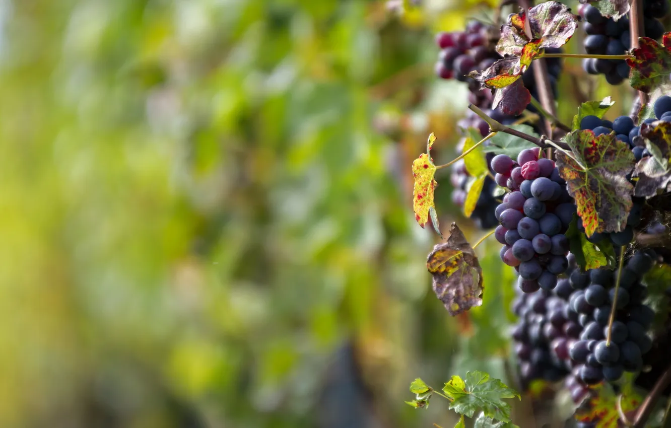 Photo wallpaper greens, nature, background, grapes