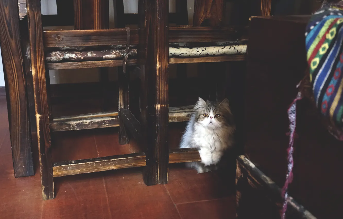 Photo wallpaper cat, cute, Garfield