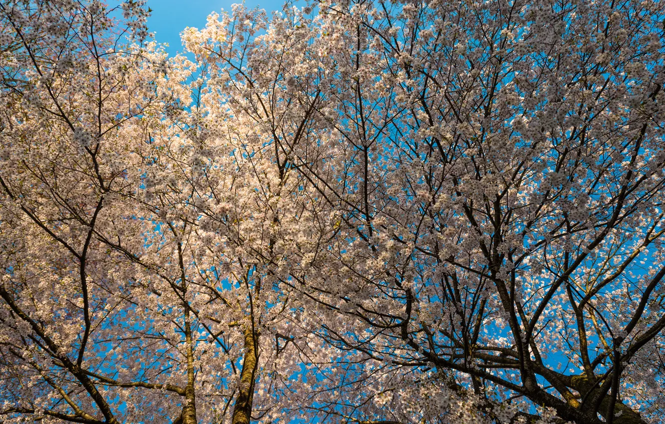 Photo wallpaper the sky, flowers, tree, spring