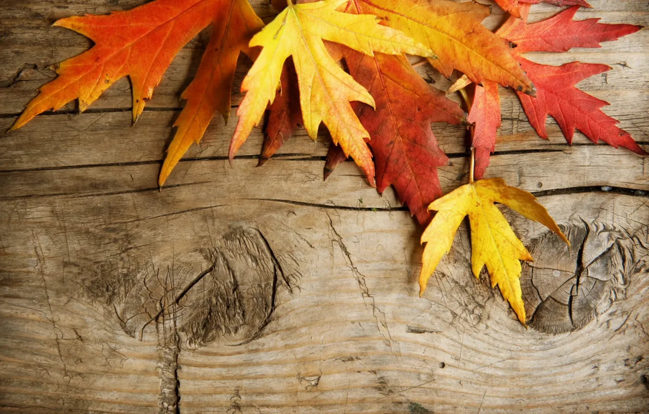 Photo wallpaper leaves, Board, autumn leaves