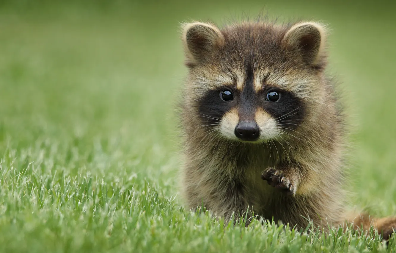 Photo wallpaper grass, look, pose, background, glade, portrait, baby, raccoon