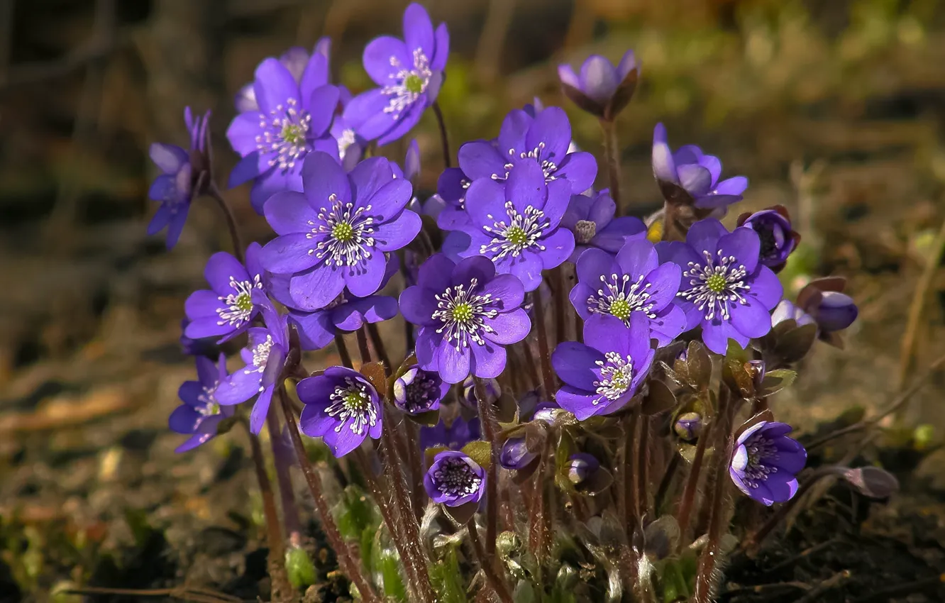 Photo wallpaper flowers, nature, spring, violet