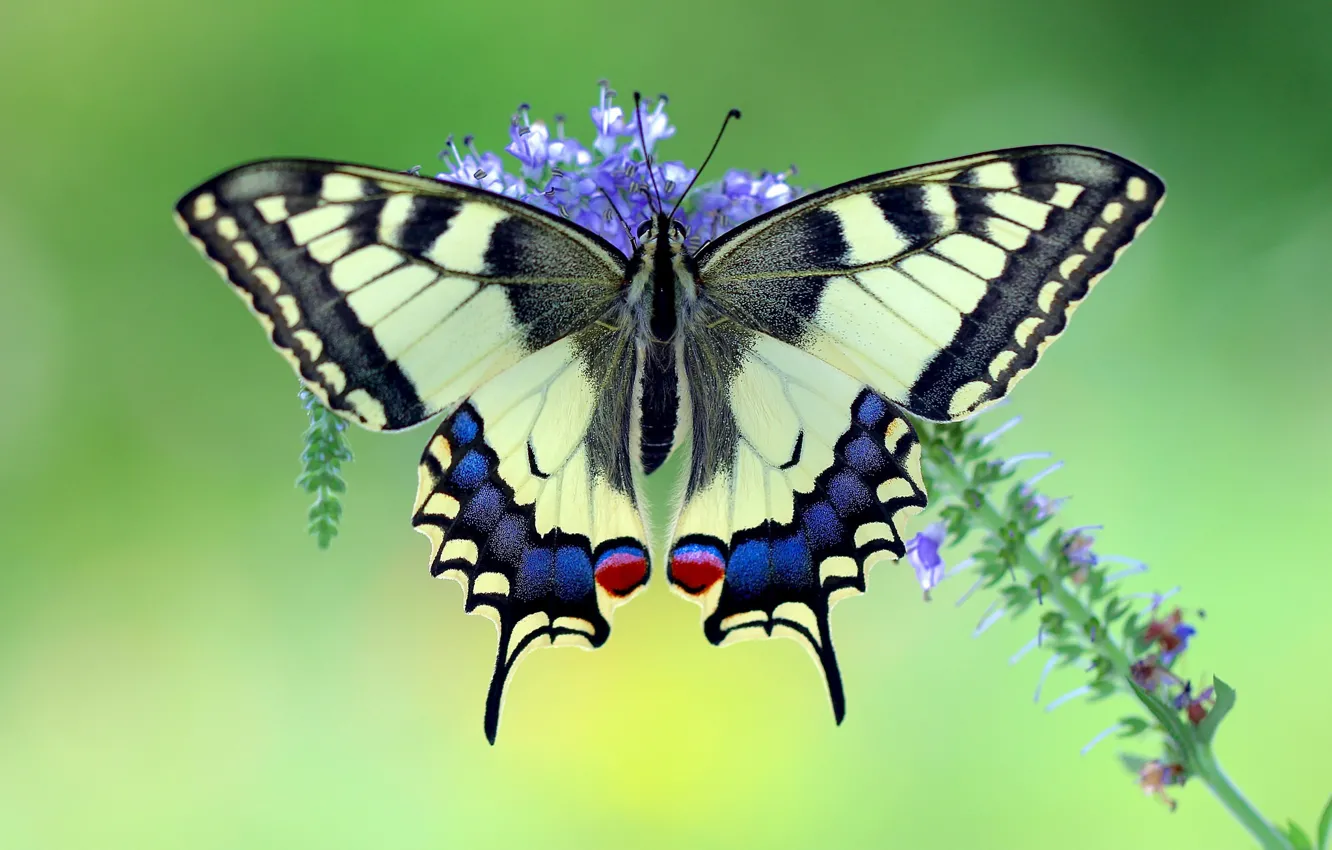 Photo wallpaper background, butterfly, wings
